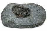 Thysanopeltis Trilobite - Boudib, Morocco #351293-4